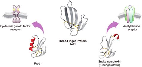 Schematic Representation Of The Diversification Of The TFP Fold In