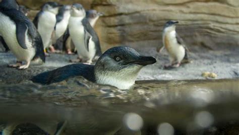 Seal of Approval | Taronga Conservation Society Australia