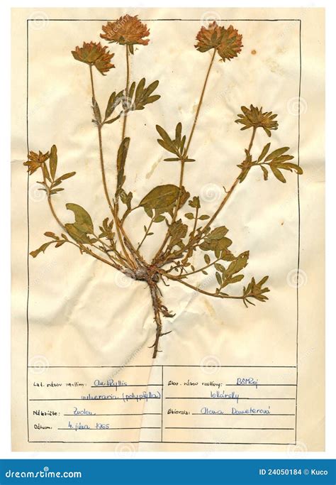 Herbarium Sheet 130 Stock Photo Image Of Floral Collection 24050184