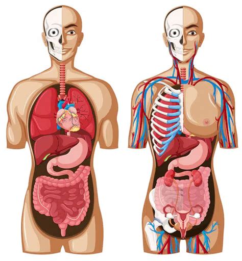 Curiosidades Incr Veis Sobre O Corpo Humano