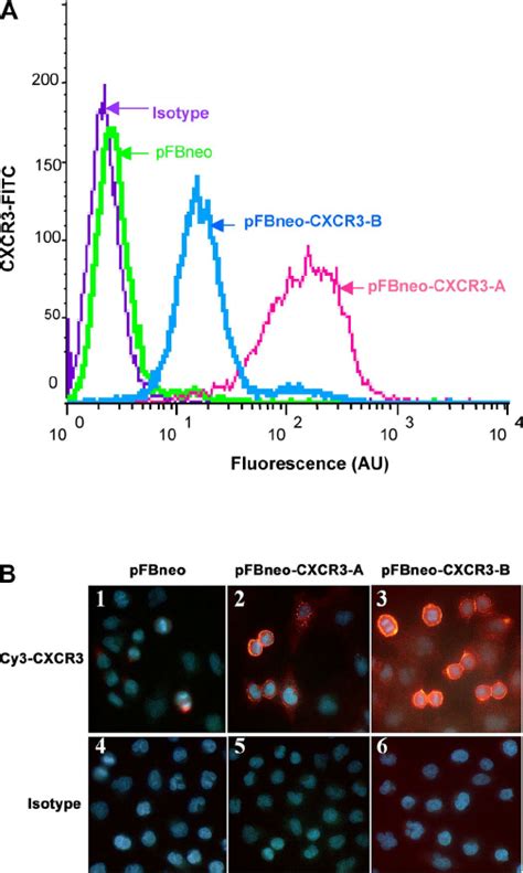 Overexpression Of Cxcr3 A Or B By Pfbneo Retrovirus Transfection In