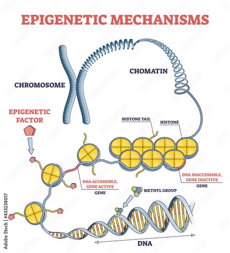 Epigenetic Mechanisms As DNA Acid Gene Protein Expression In Outline