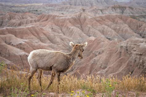 Bighorn Sheep in the Badlands #1 Photograph by Patrick Barron - Pixels