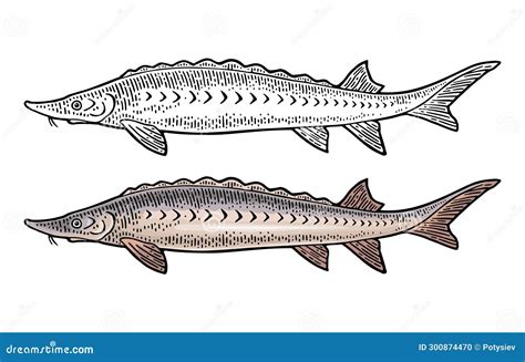 Fish Sturgeon Hand Drawn Black And White Beautiful Beluga Isolated On