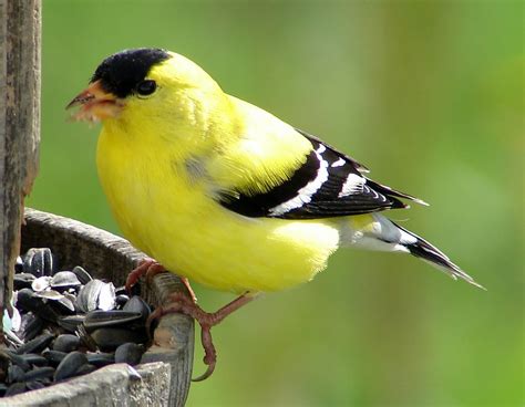 Yellow Finch American Goldfinch Aka Carduelis Tristis Ma Bob