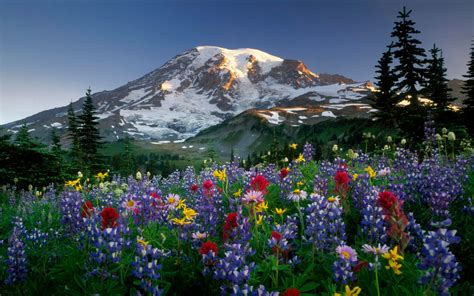 🔥 40 Mount Rainier Meadow Flowers Wallpapers Wallpapersafari