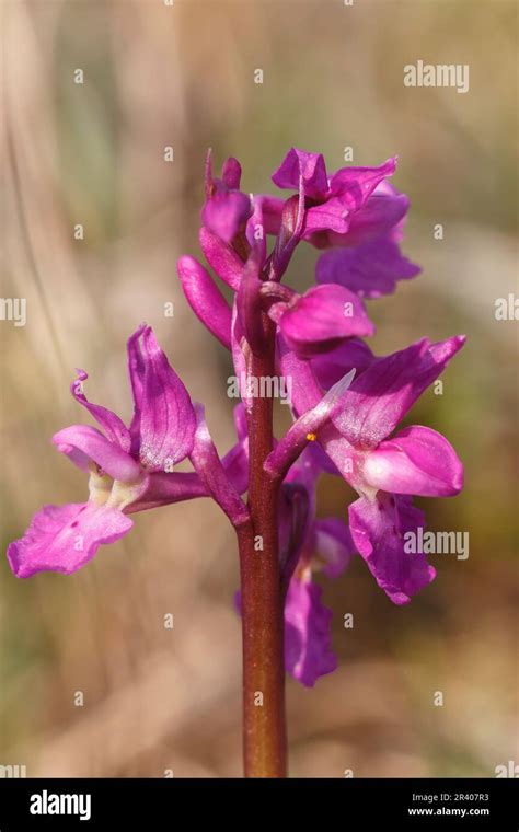 Orchis Mascula Known As Early Purple Orchid Blue Butcher Orchid