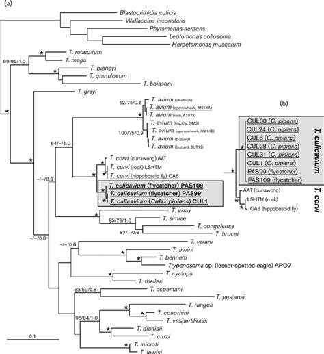 A Maximum Likelihood Phylogenetic Tree Inferred From Partial Ggapdh