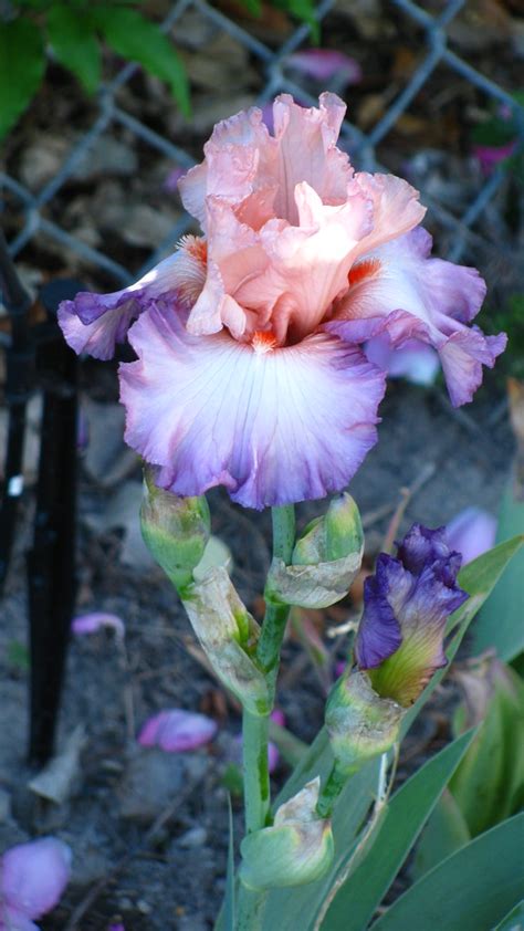 Iris Barbudo Blowing Kisses This Photo Has Been Repinned Flickr