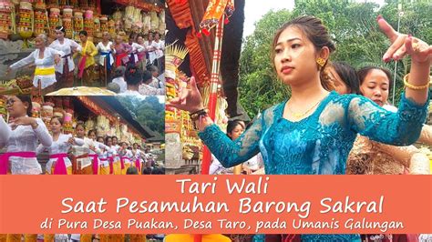 Tari Wali Saat Prosesi Pesamuhan Barong Sakral Di Pura Desa Puakan