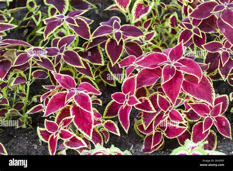 Coleus Solenostemon Scutellarioides Stock Photo Alamy