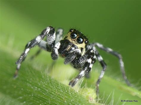 Jumping Spider Salticidae From Ecuador Flickr An Flickr