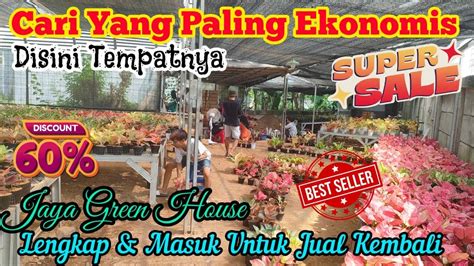 Cari Aglaonema Harga Paling Ekonomis Disini Tempatnya Bisa Untuk Jual