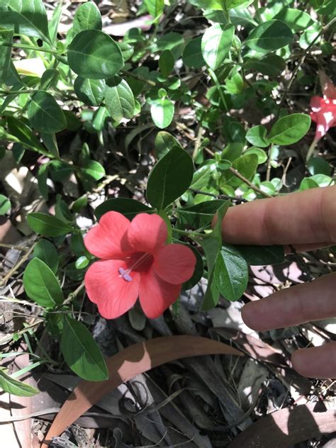 Coral Creeper From Moreton Bay Marine Park Banksia Beach Qld Au On