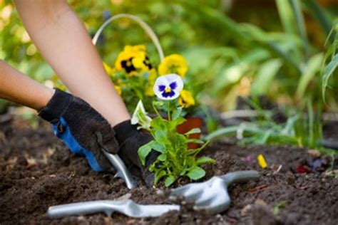 Flower Bed Maintenance | Dublin, Ohio