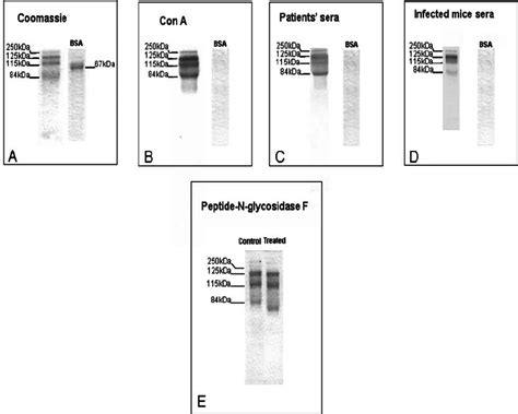 Sds Page And Western Blot Analysis Of Deae Peak Material G