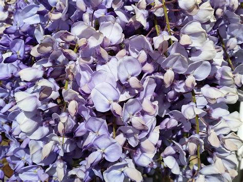 Wisteria Purple Flower - Free photo on Pixabay - Pixabay