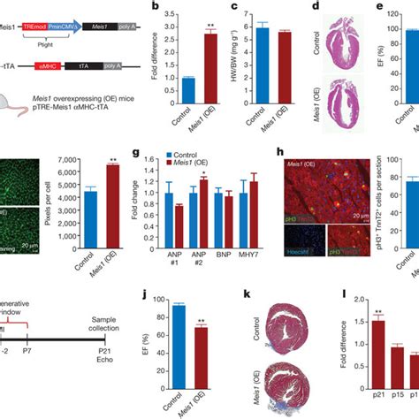 Expression Profile Of Meis1 In The Heart A QRTPCR Showing Increased