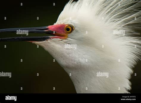 Closeup Portrait Of A Snowy Egret In Breeding Plumage Stock Photo Alamy