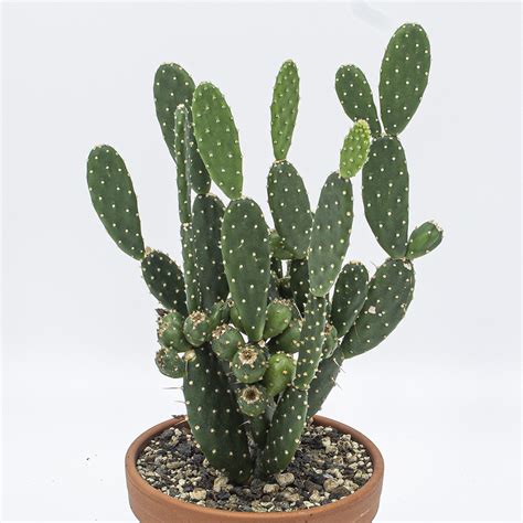 Opuntia Quitensis Kakteen Gautschi