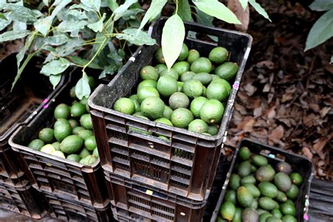 Westfalia Expande Sus Operaciones De Aguacate En Mozambique