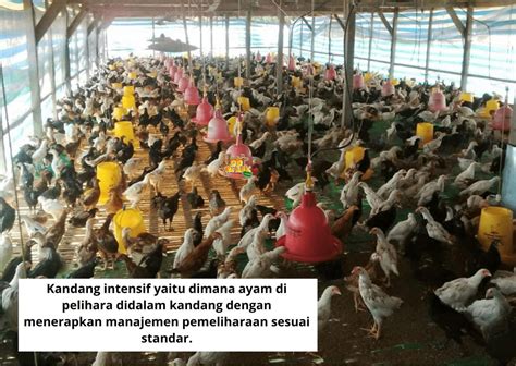 Kandang Ayam Kampung Super Joper Dari Nol Hari Sampai Panen Hobi Ternak