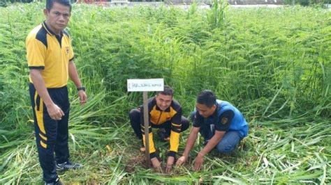 Tanam 1000 Pohon Buah Buahan Polres HST Hijaukan Asrama Polisi Dan