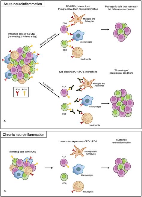 Pd Pd L Axis In Neuroinflammation A In Acute Neuroinflammation