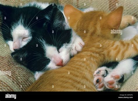 Three kittens sleeping Stock Photo - Alamy