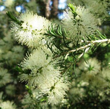 Melaleuca ericifolia - Oz Trees - Native Plant Nursery