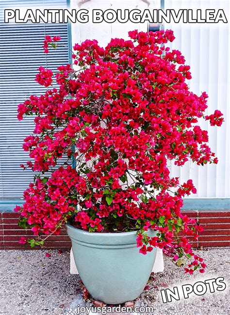 Planting Bougainvillea In Pots Key Things To Know 2024 Guide