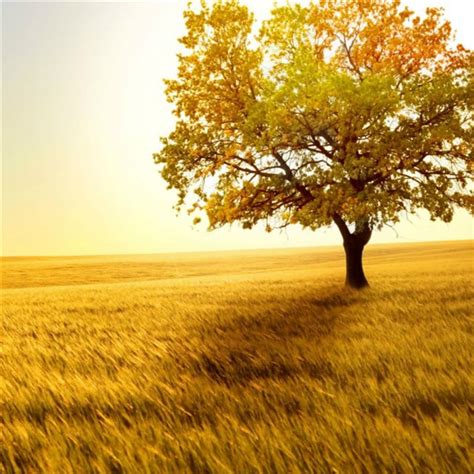 Nature Golden Sunset Lonely Tree Grass Field iPad Wallpapers Free Download