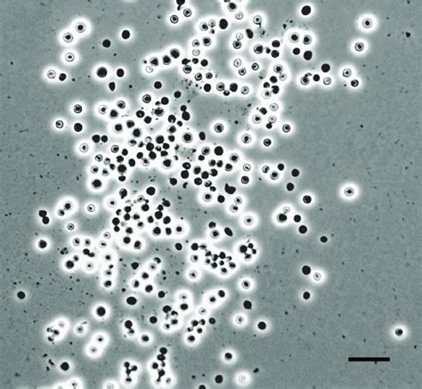 Phase Contrast Microscopy Image Showing The Gm T Cell Morphology