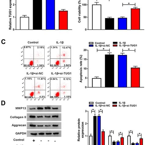 Tug Knockdown Reversed Il Induced Effects On Cell Viability Cell