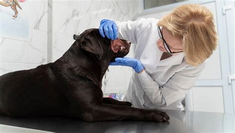 Qu Tratamiento Es M S Efectivo Para El Melanoma En Perros