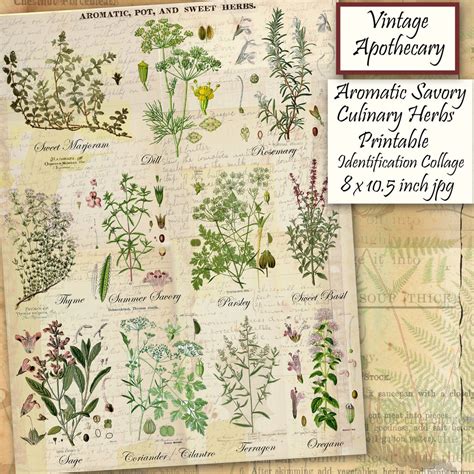 Culinary Herbs Printable Botanical Collection, Popular Savory Cooking ...