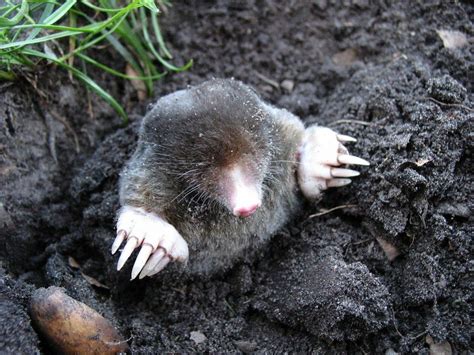 Today is Star-Nosed Mole Day! - Meigs Point Nature Center