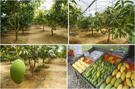 Mango trees cultivation under greenhouse conditions - Horti Generation