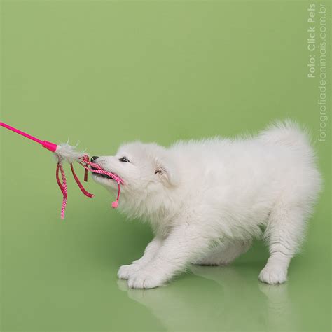 Fotos De Animais Fofinha