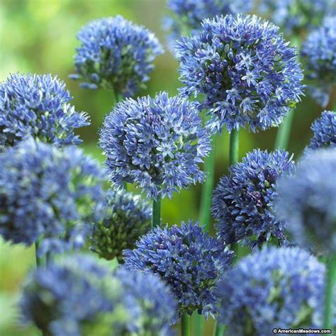 Allium Bulbs True Blue American Meadows Allium Flowers Bulb