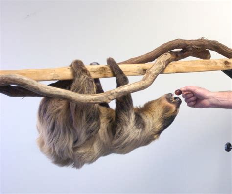 Sip tea with a sloth at The Creature Conservancy’s new event - mlive.com