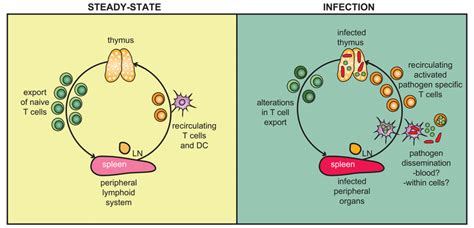 Immune response in the thymus | Download Scientific Diagram