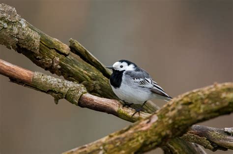 White Wagtail Stock Photo Download Image Now Animal Animal