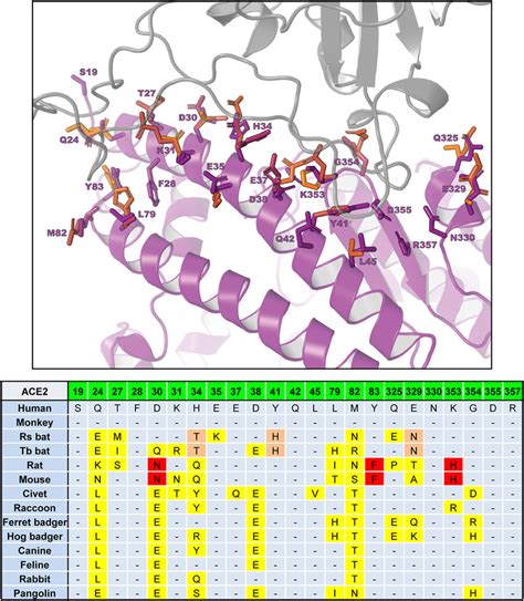 Critical RBD Binding Residues In ACE2 Orthologs The Top Panel Shows