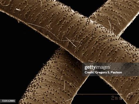 Human Hair Under Microscope