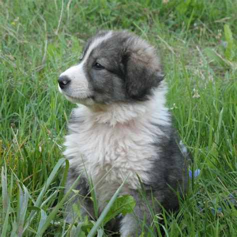 Carpathian Shepherd Adorable Puppy - Pet Paw