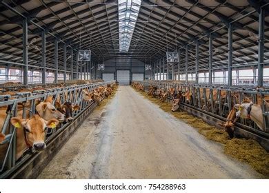 Breeding Jersey Diary Cows Free Livestock Stock Photo 754289584 ...