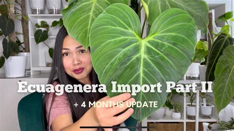 Ecuagenera Rare Plant Import Unboxing Part 2 4 MONTHS Update