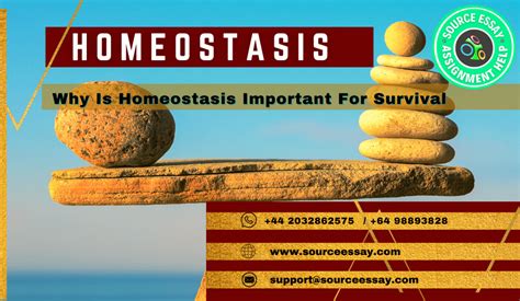 Homeostasis-Why Is Homeostasis Important For Survival