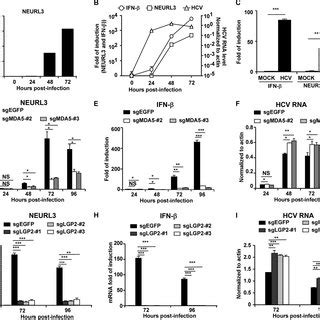 Neurl Inhibits Hcv Infection A Western Blotting Of Huh Cells That